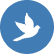 Dove icon